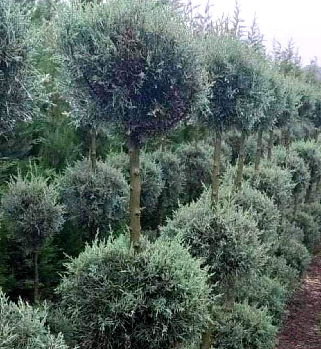 Arizona Ball (Cupressus arizonica) — 3 Kugeln