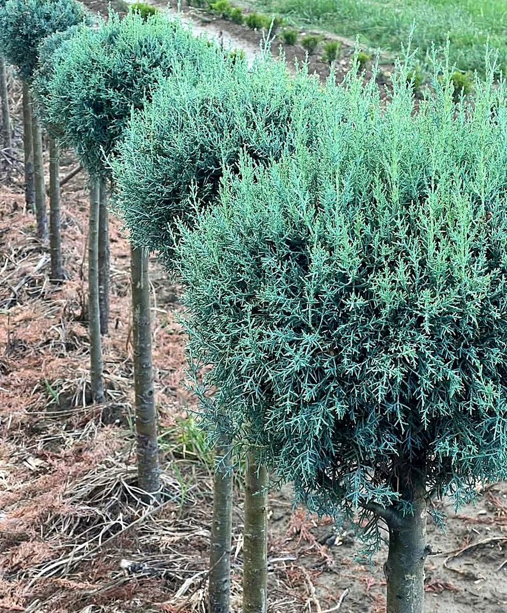 Arizona Ball (Cupressus arizonica) grown at Nursery Plants Albania
