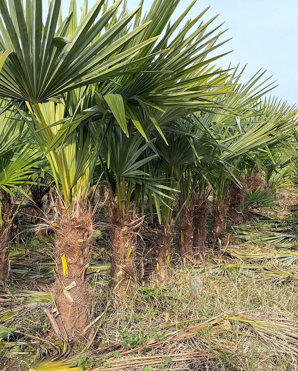 Chamaerops (Chamaerops humilis) grown at Nursery Plants Albania