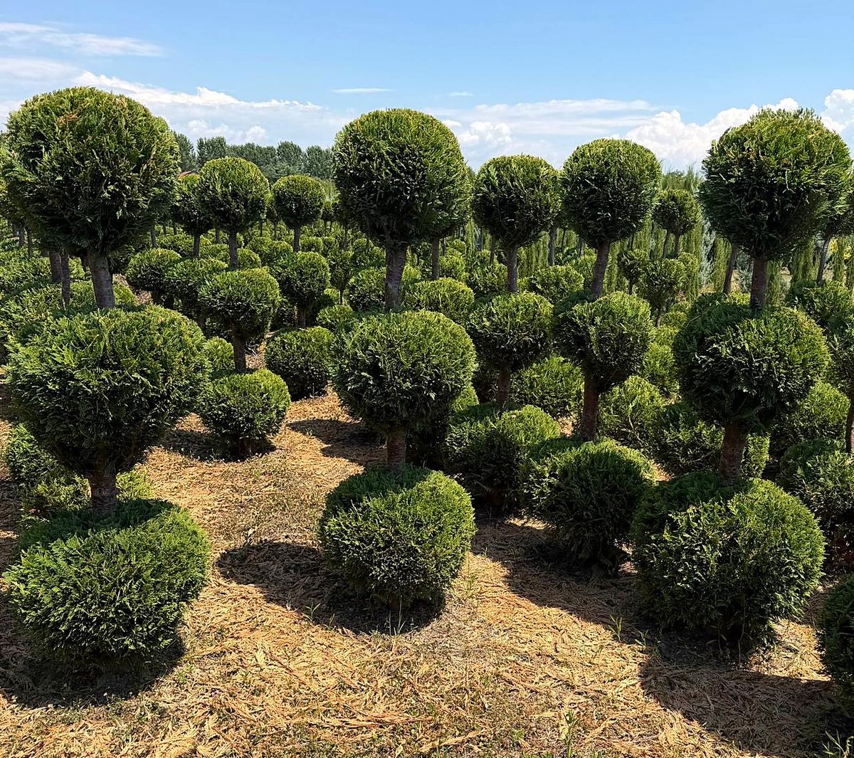 Ball-headed topiary conifers in the nursery fields at Dajç, Shkodër
