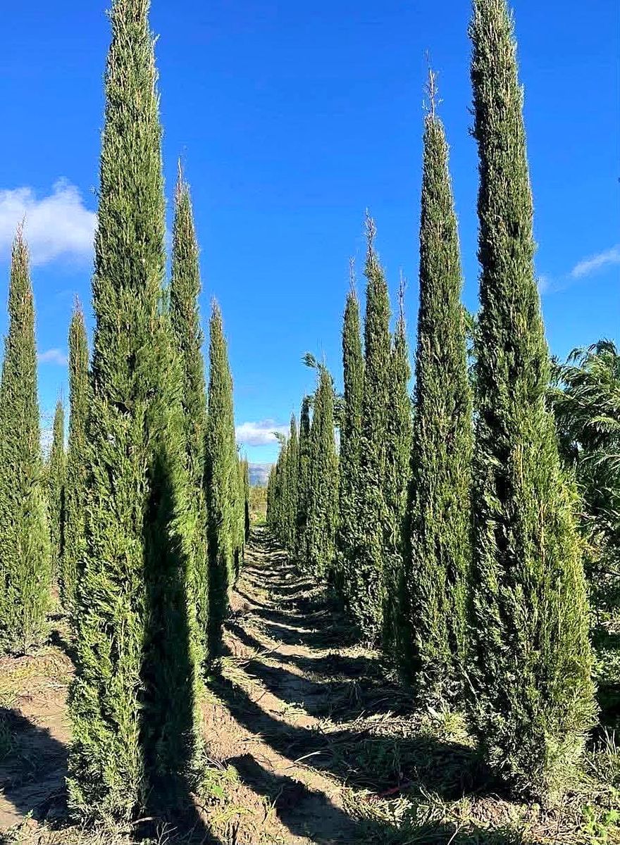 Cupressus sempervirens (Cupressus sempervirens) grown at Nursery Plants Albania