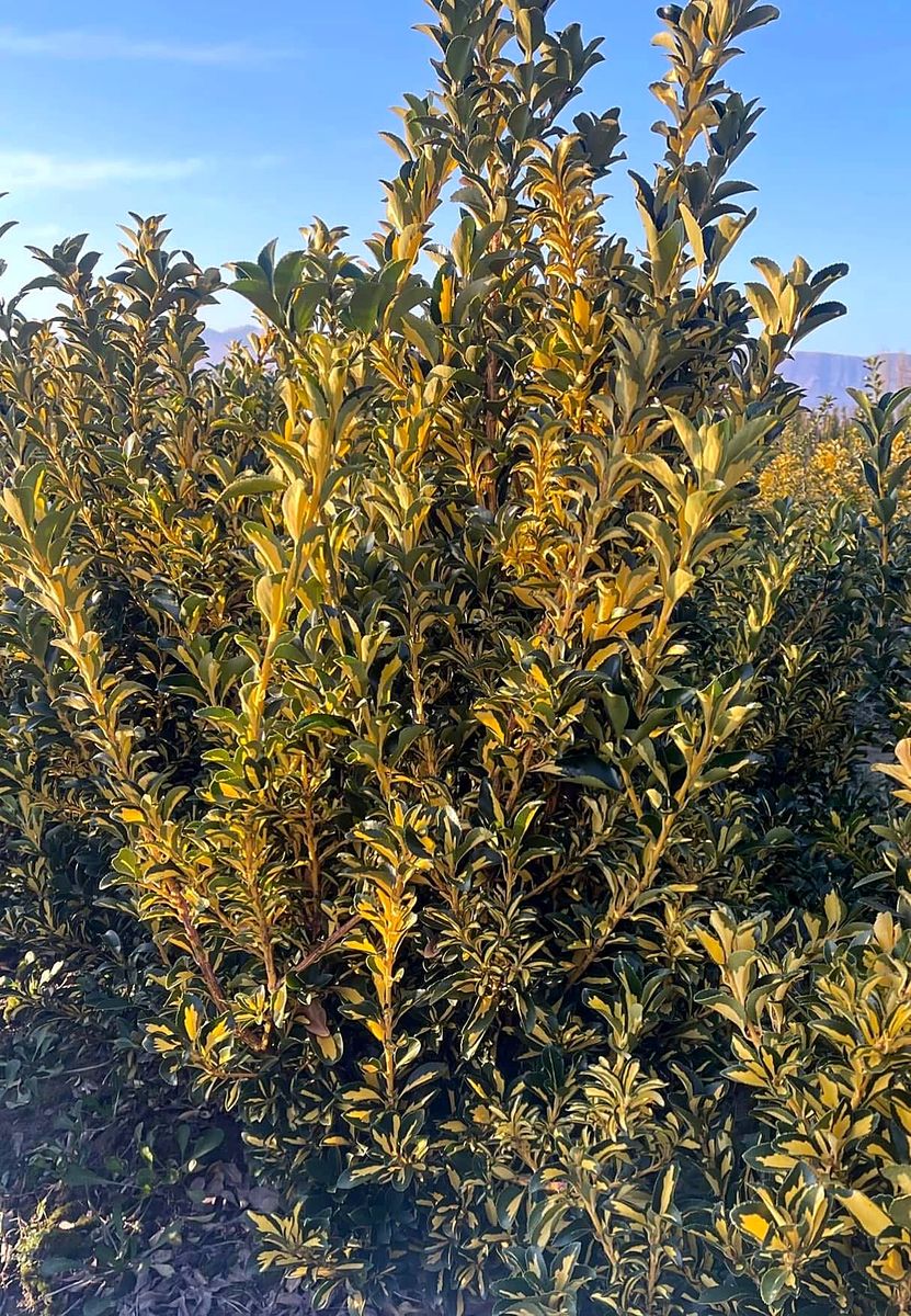 Euonymus (Euonymus japonicus) grown at Nursery Plants Albania