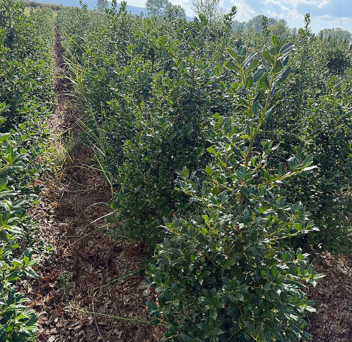 Ilex ‘Nellie R. Stevens’ (Ilex ‘Nellie R. Stevens’) grown at Nursery Plants Albania