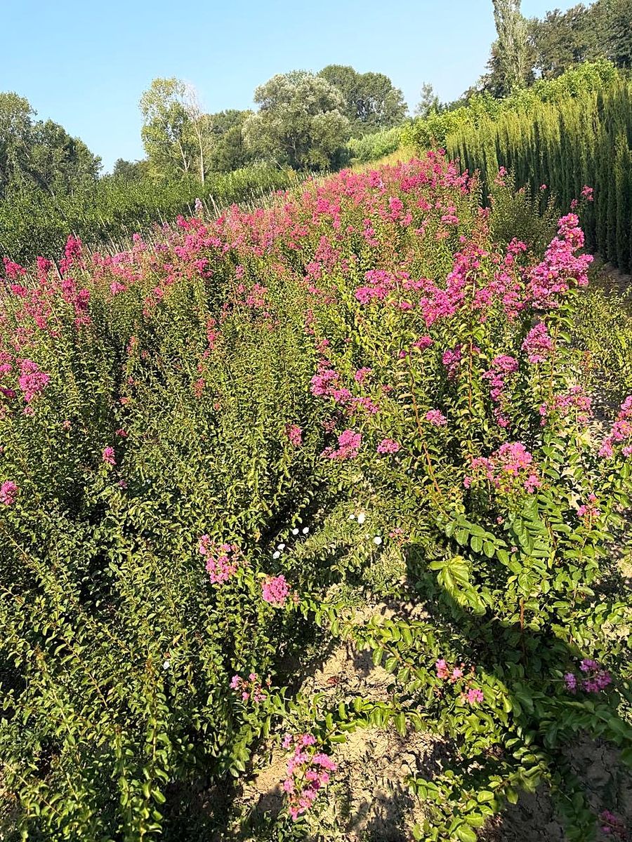 Lagerstroemia (Lagerstroemia indica) grown at Nursery Plants Albania
