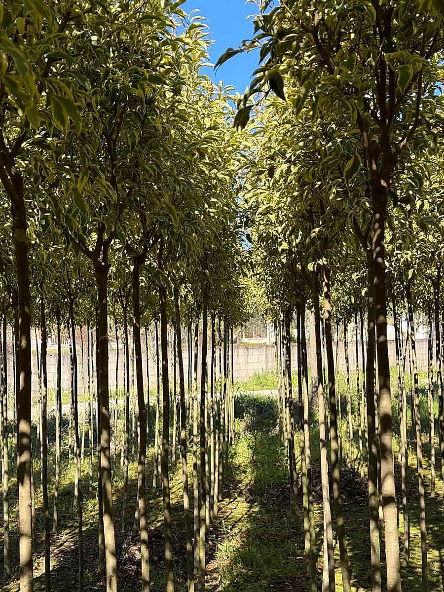 Ligustrum (Ligustrum) — Panaschiert