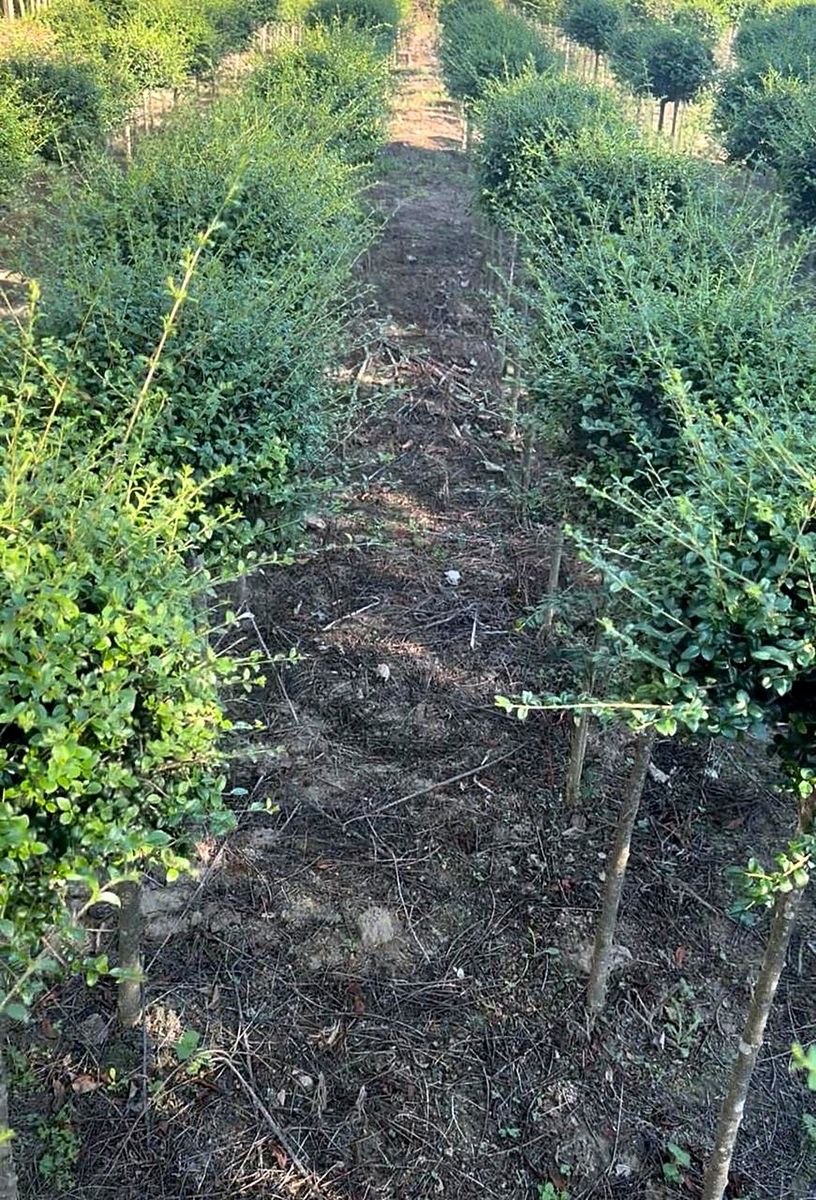 Ligustrum (Ligustrum) grown at Nursery Plants Albania