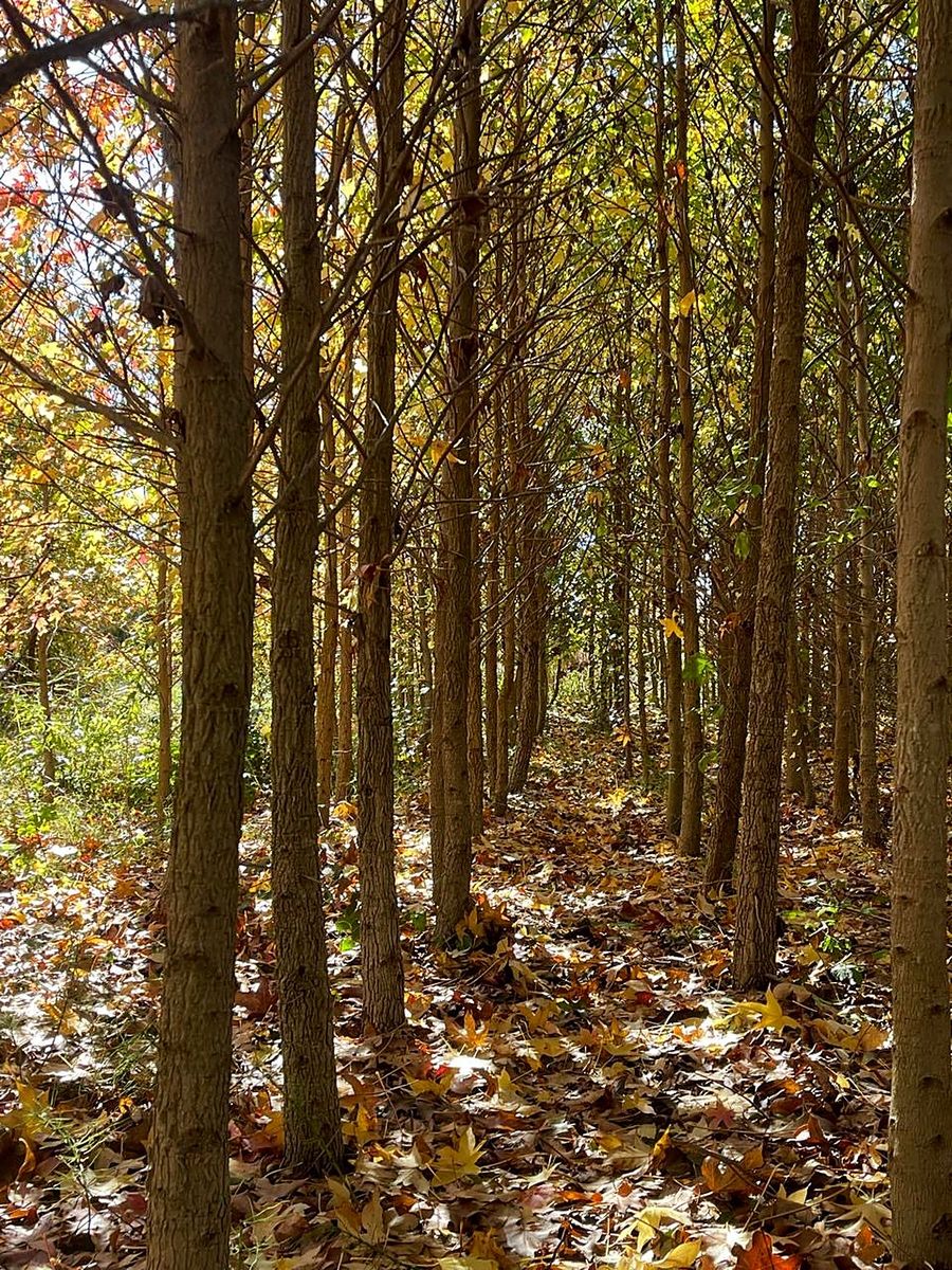 Liquidambar (Liquidambar styraciflua) — Herbst