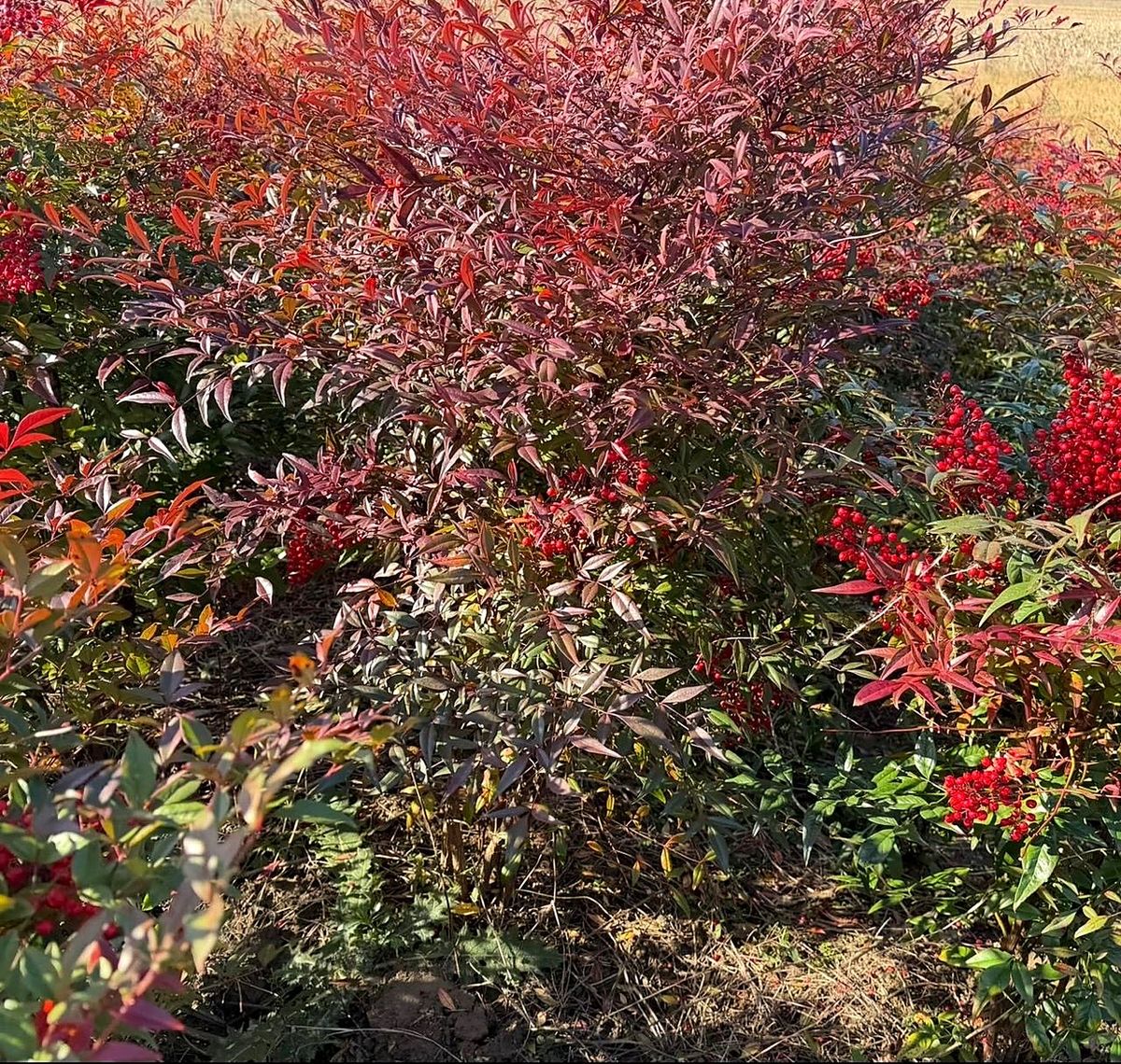 Shrubs & Palms