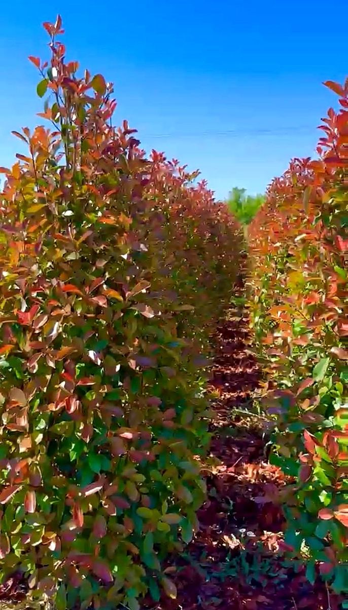 Photinia (Photinia × fraseri ‘Red Robin’) — Pyramid