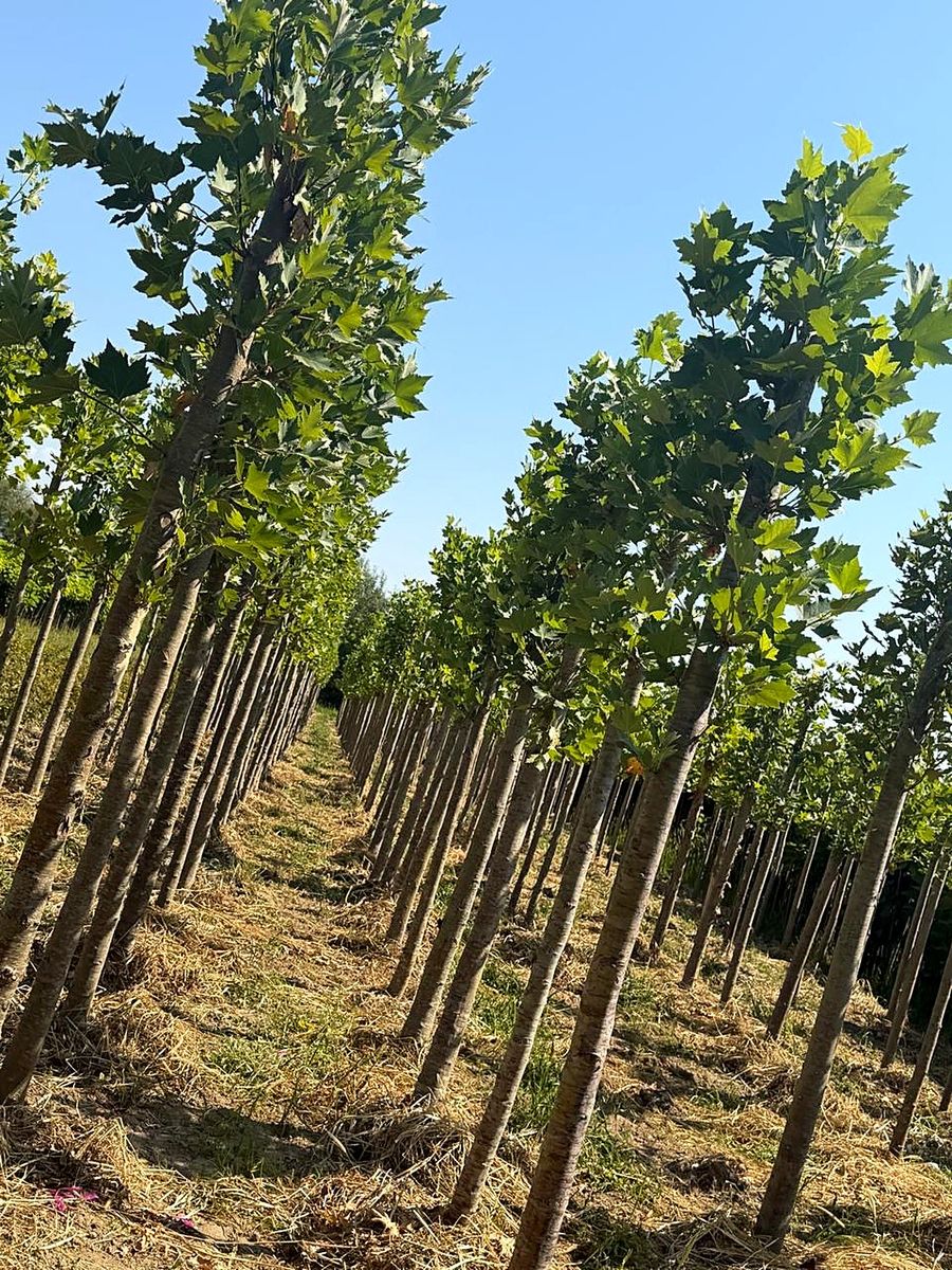 Platanus (Platanus × acerifolia) grown at Nursery Plants Albania