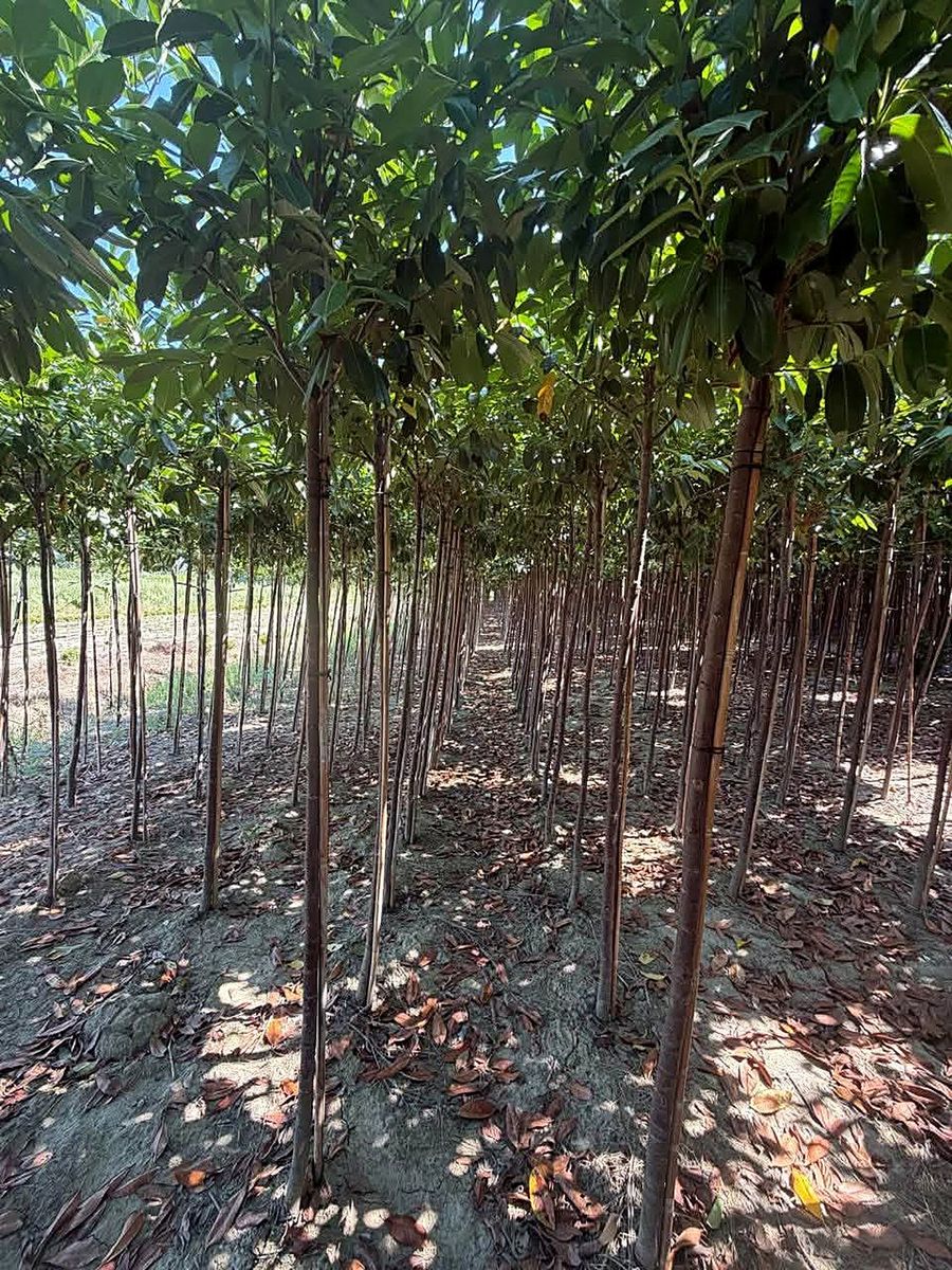 How to import nursery trees from Albania to the EU