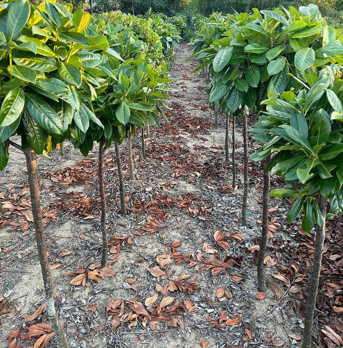 Prunus laurocerasus short stem grown at Nursery Plants Albania