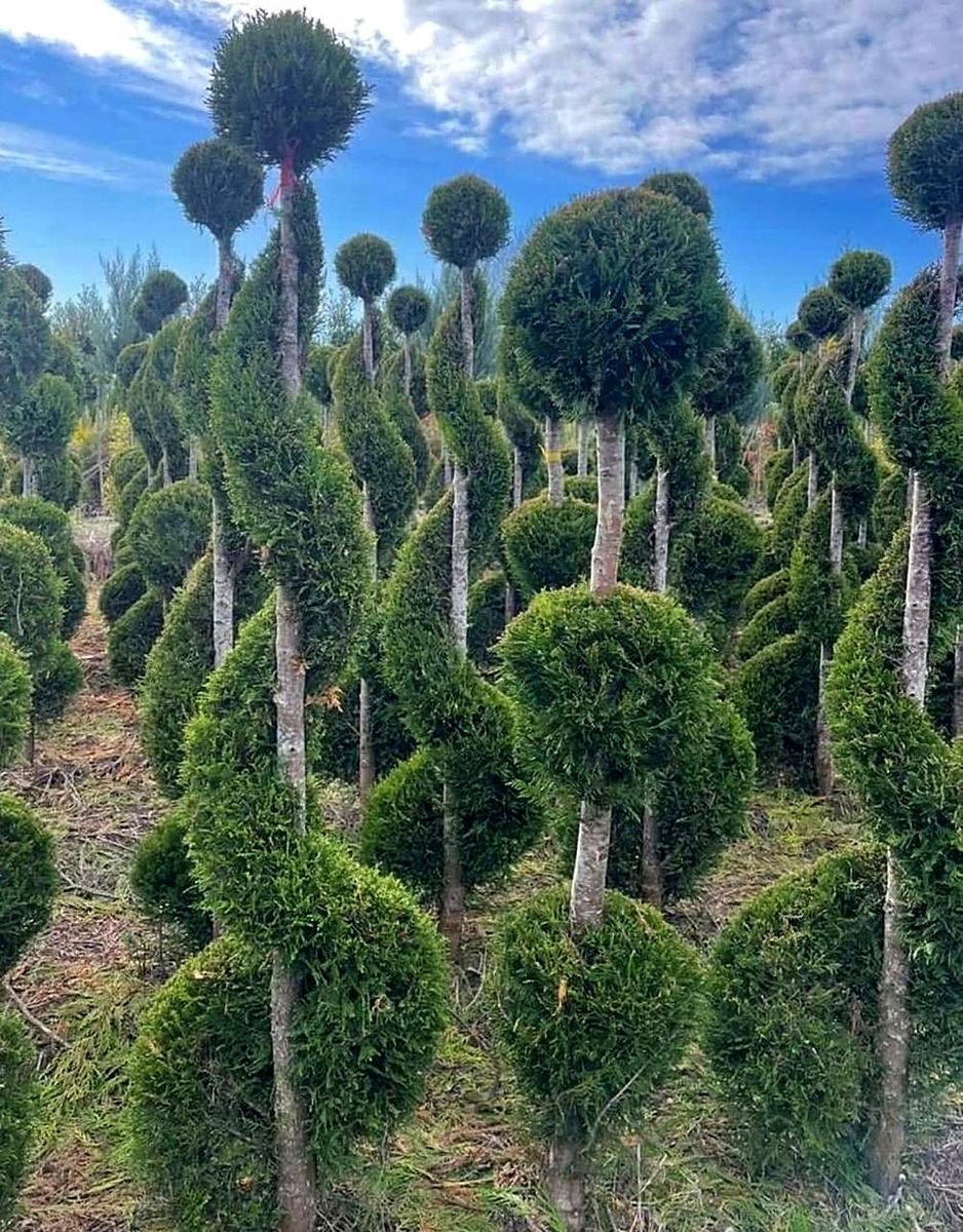 Conifers & Topiary