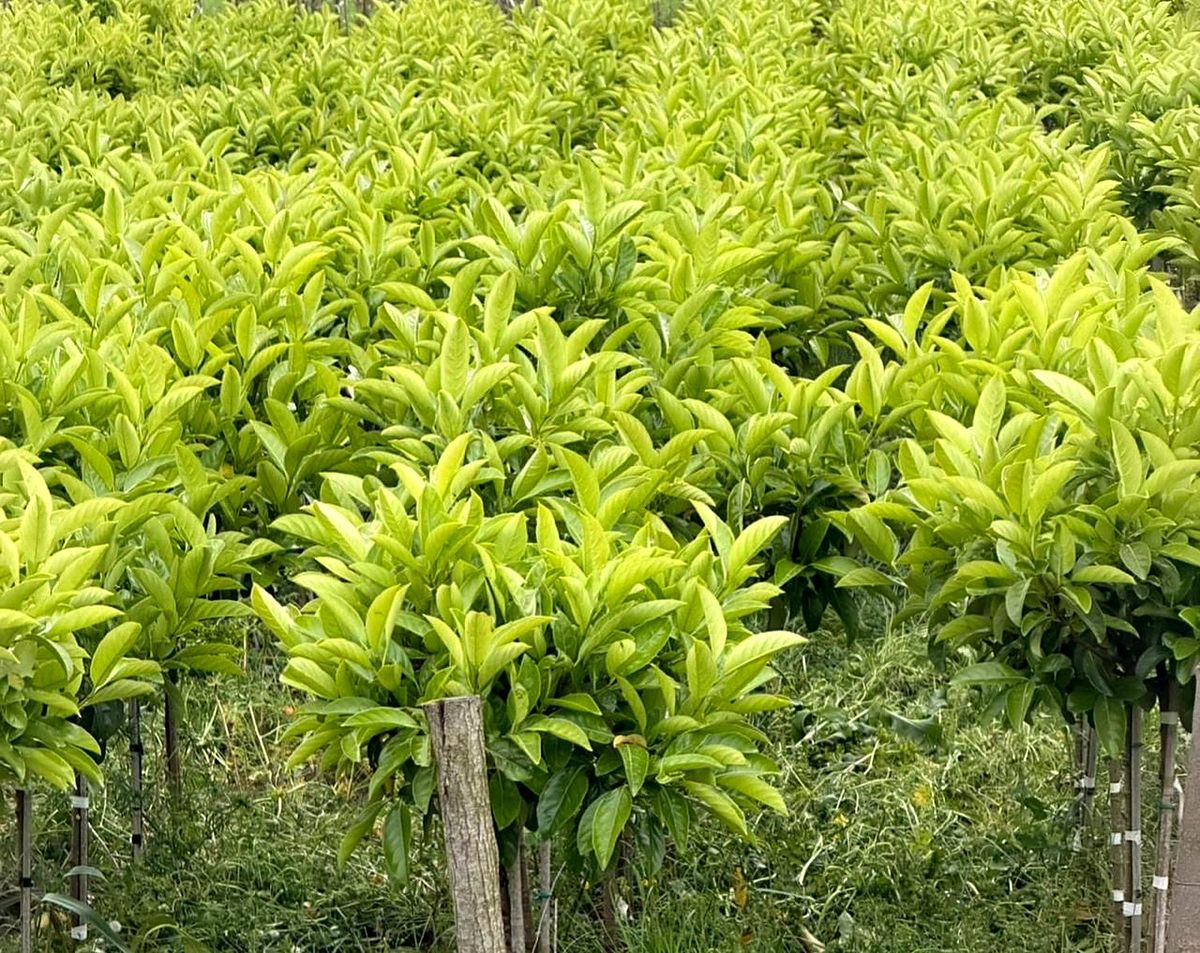 Viburnum lucidum (Viburnum lucidum) — Short Stem